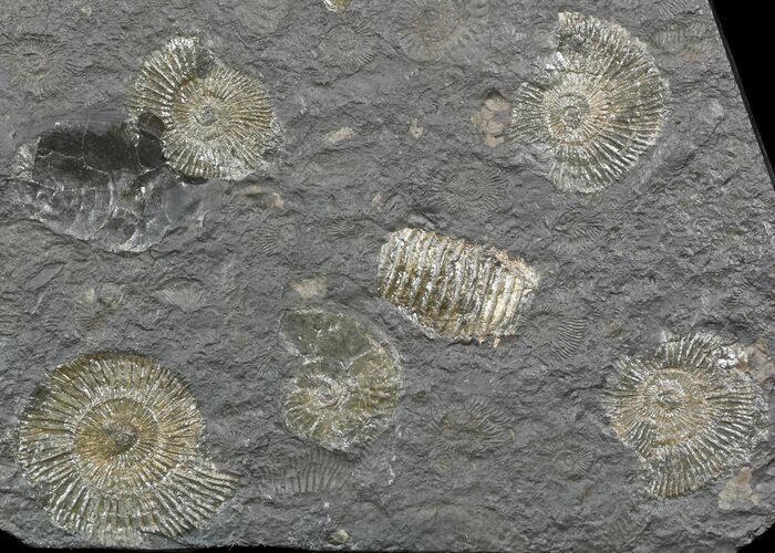 Dactylioceras Ammonite Cluster - Posidonia Shale #52906